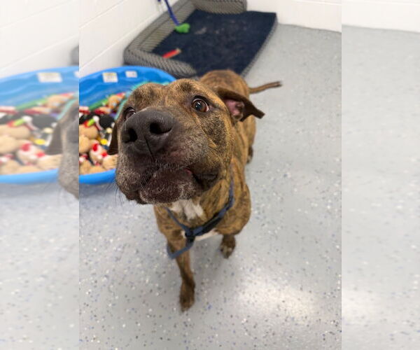 Medium Photo #2 American Staffordshire Terrier Puppy For Sale in Pierceton , IN, USA