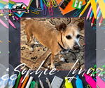 Small Photo #3 Chiweenie Puppy For Sale in San Antonio, TX, USA