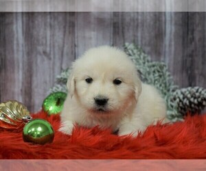 English Cream Golden Retriever Puppy for sale in FREDERICKSBG, OH, USA