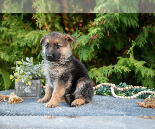 Medium Photo #3 German Shepherd Dog Puppy For Sale in BREMEN, IN, USA