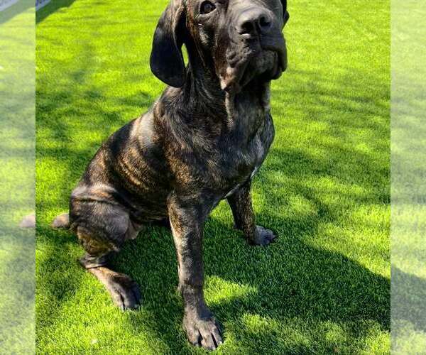 Medium Photo #6 Mutt Puppy For Sale in Goodyear, AZ, USA