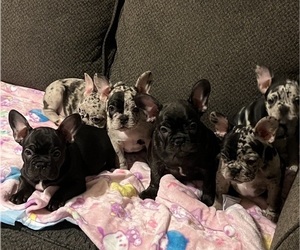 French Bulldog Puppy for sale in OCALA, FL, USA