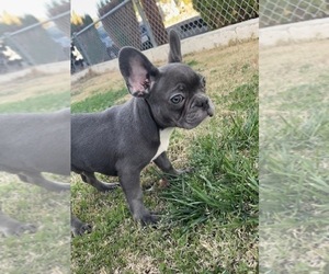 French Bulldog Puppy for sale in ANTIOCH, CA, USA