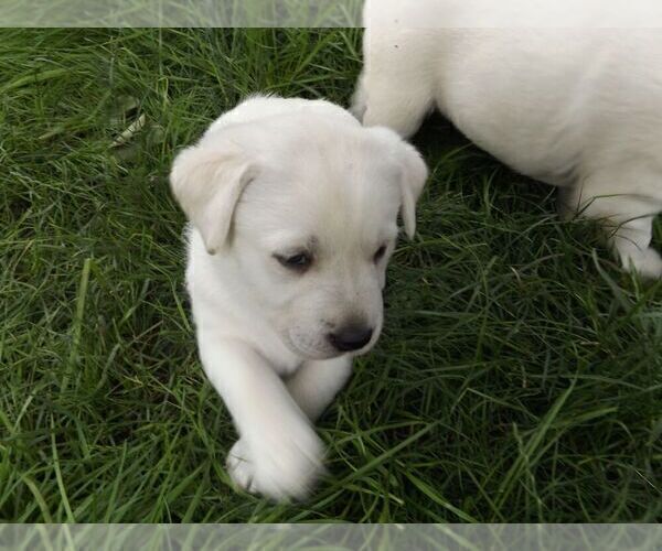 Medium Photo #14 Labrador Retriever Puppy For Sale in DAVENPORT, IA, USA