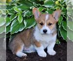 Small Pembroke Welsh Corgi