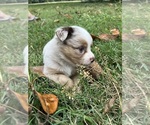 Small #13 Miniature Australian Shepherd