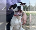 Small #2 American Pit Bull Terrier