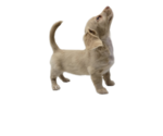 Small Photo #17 Dachshund Puppy For Sale in BALLWIN, MO, USA