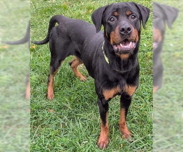 Medium Photo #1 Rottweiler Puppy For Sale in Akron, OH, USA