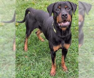 Rottweiler Dogs for adoption in Akron, OH, USA