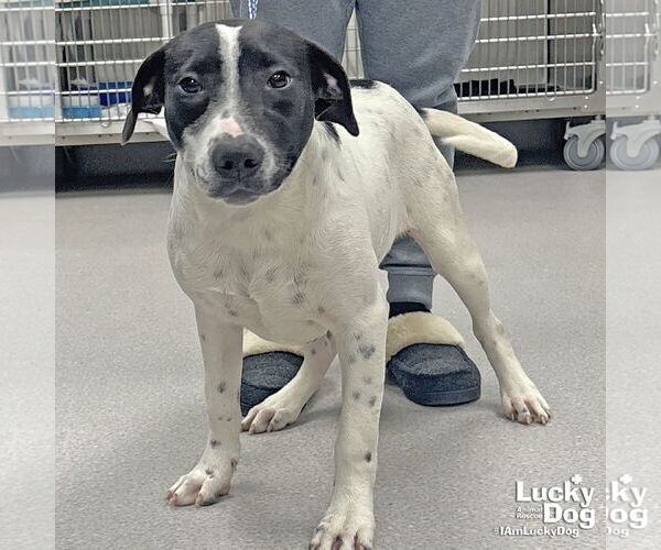 Medium Photo #3 Lab-Pointer Puppy For Sale in Washington, DC, USA