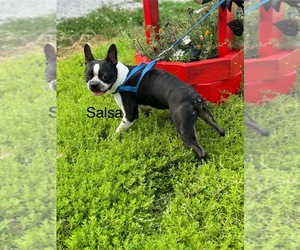 Father of the Boston Terrier puppies born on 08/27/2026