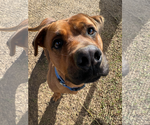 Small Photo #17 American Pit Bull Terrier-Unknown Mix Puppy For Sale in Woodbury, NY, USA