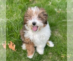 Miniature Bernedoodle Puppy for sale in DALTON, OH, USA