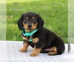 Small Photo #3 Dachshund Puppy For Sale in ANNVILLE, PA, USA
