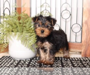 Yorkshire Terrier Puppy for sale in NAPLES, FL, USA