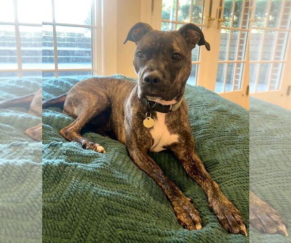 Medium Photo #9 American Pit Bull Terrier Puppy For Sale in Rockville, MD, USA