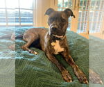 Small #8 American Pit Bull Terrier
