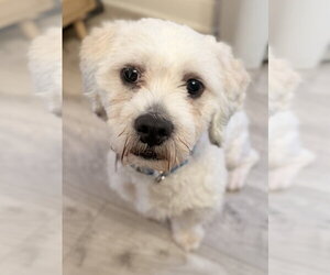 Shih Tzu-Unknown Mix Dogs for adoption in Mundelein, IL, USA