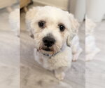 Chico - Male Shih Tzu-Unknown Mix Dog for Adoption - Small photo