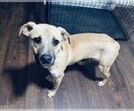 Small #3 Black Mouth Cur Mix