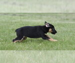 Small #9 Borador