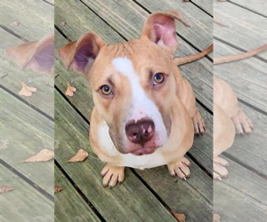 Marley - Male Mutt Dog for Adoption - Photo #8