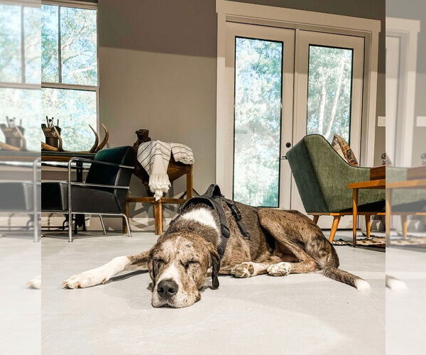 Medium Photo #5 Great Dane-Unknown Mix Puppy For Sale in Bullard, TX, USA