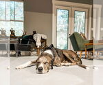 Small #4 Great Dane Mix