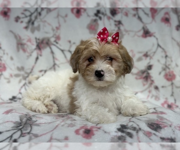 Medium Photo #1 Lhasa Apso Puppy For Sale in LAKELAND, FL, USA