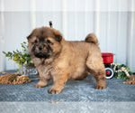 Small Photo #19 Chow Chow Puppy For Sale in WOLCOTTVILLE, IN, USA
