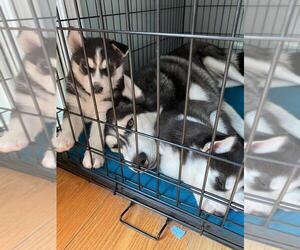 Siberian Husky Puppy for sale in ANNANDALE, VA, USA