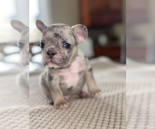 Medium Photo #70 French Bulldog Puppy For Sale in HILTON, NY, USA