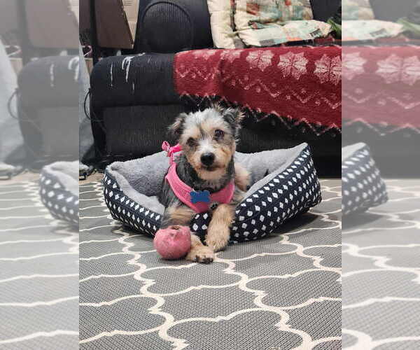 Medium Photo #1 Mutt Puppy For Sale in San Diego, CA, USA