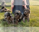 Small Photo #2 Poodle (Miniature) Puppy For Sale in QUINCY, MI, USA