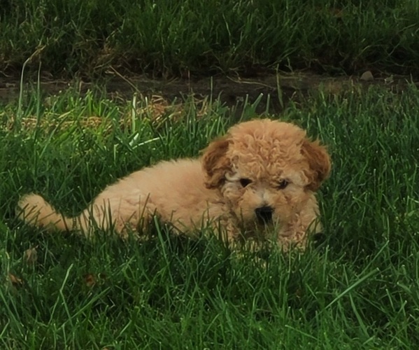 Medium Photo #2 Poodle (Toy) Puppy For Sale in ORRVILLE, OH, USA