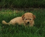 Small #1 Poodle (Toy)