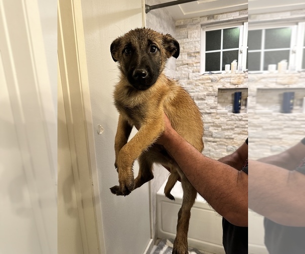 Medium Photo #6 Belgian Malinois Puppy For Sale in SIMI VALLEY, CA, USA