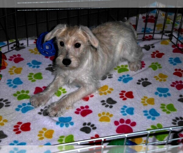 Medium Photo #10 Schnoodle (Miniature) Puppy For Sale in ORO VALLEY, AZ, USA
