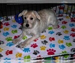 Small #9 Schnoodle (Miniature)