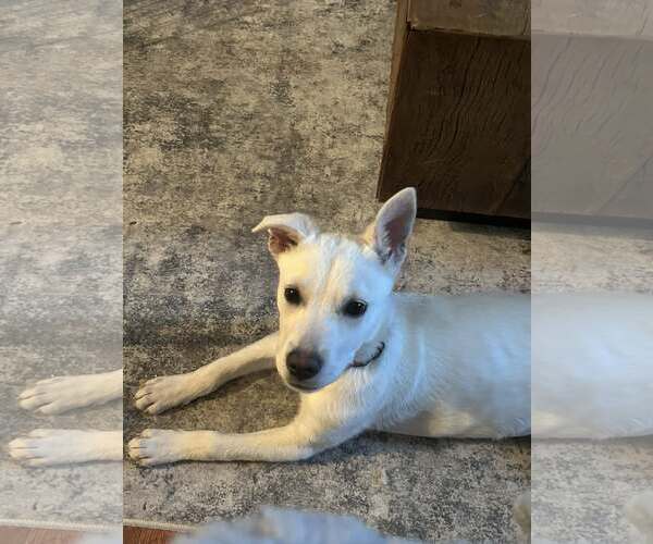 Medium Photo #2 Mutt Puppy For Sale in Woodbury, NY, USA