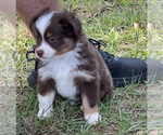 Puppy Puppy 2 Miniature Australian Shepherd