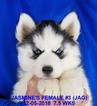 Small Photo #18 Siberian Husky Puppy For Sale in MANILLA, IA, USA