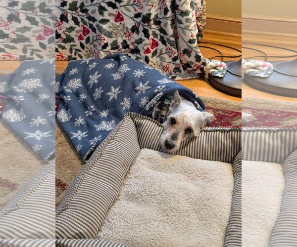 Medium Photo #2 - Mix Puppy For Sale in St. Louis Park, MN, USA