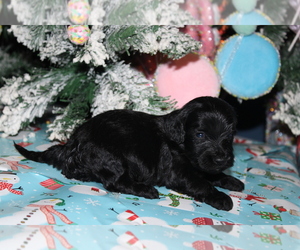 Dachshund Puppy for sale in BLOOMINGTON, IN, USA