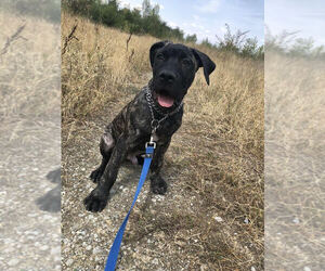 Presa Canario Dogs for adoption in Anton, Sofia, Bulgaria