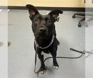 American Pit Bull Terrier-Unknown Mix Dogs for adoption in Denver, CO, USA