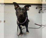 TOOTSIE ROLL - Female American Pit Bull Terrier-Unknown Mix Dog for Adoption - Small photo