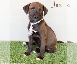Chocolate Labrador retriever-Weimaraner Mix Dogs for adoption in San Diego, CA, USA