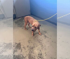 American Staffordshire Terrier-Unknown Mix Dogs for adoption in Tallahassee, FL, USA